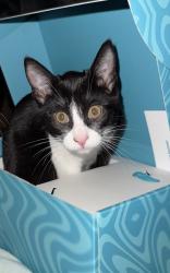 Lost Male Cat last seen Henderson elementary school, Cheyenne, WY 82001