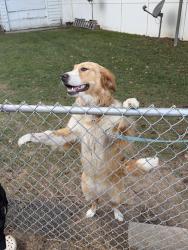 Lost Female Dog last seen mcdonald’s by the hwy , Bennettsville, SC 29512