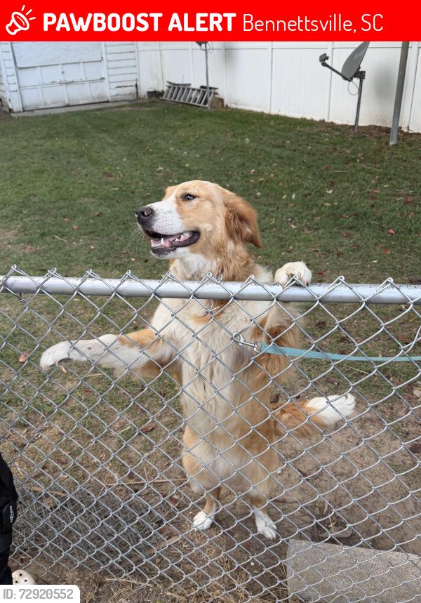 Lost Female Dog last seen mcdonald’s by the hwy , Bennettsville, SC 29512