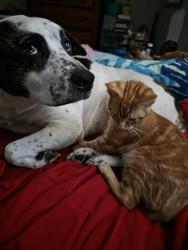 Reunited Male Cat last seen Dollar General Main and Division , Springfield, MO 65803