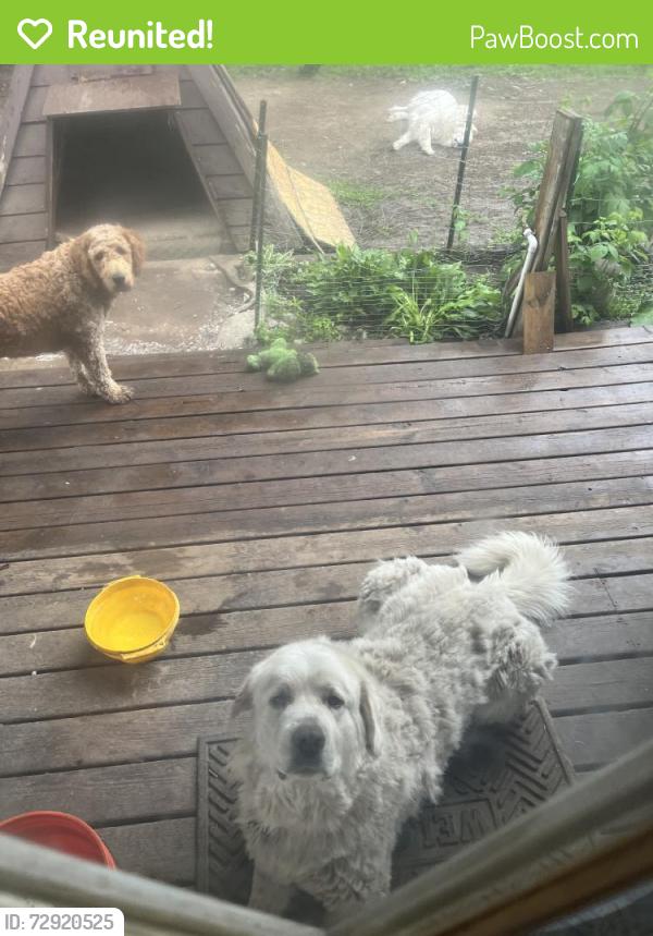 Reunited Female Dog last seen Near Hyacinth Ave E, St Paul, MN 55106, USA, Saint Paul, MN 55106