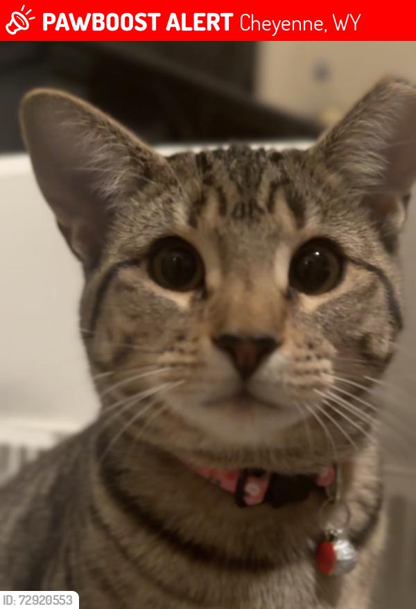 Lost Female Cat last seen Henderson elementary , Cheyenne, WY 82001