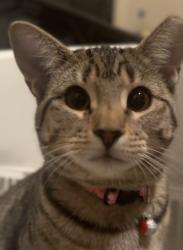 Lost Female Cat last seen Henderson elementary , Cheyenne, WY 82001