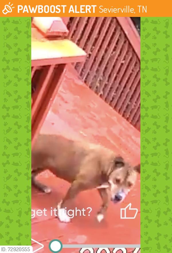 Found/Stray Unknown Dog last seen Indian Gap Rd Boyds Creek, Sevierville, TN 37876