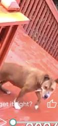 Found/Stray Unknown Dog last seen Indian Gap Rd Boyds Creek, Sevierville, TN 37876