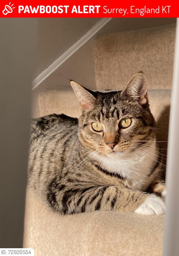 Lost Male Cat last seen Annett Road Walton On Thames , Surrey, England KT12
