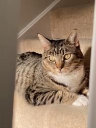 Lost Male Cat last seen Annett Road Walton On Thames , Surrey, England KT12