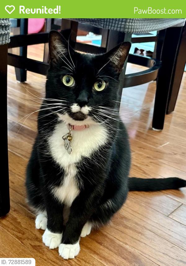 Reunited Female Cat last seen Cape Charles Dr. and Cagle Dr. , Raleigh, NC 27617