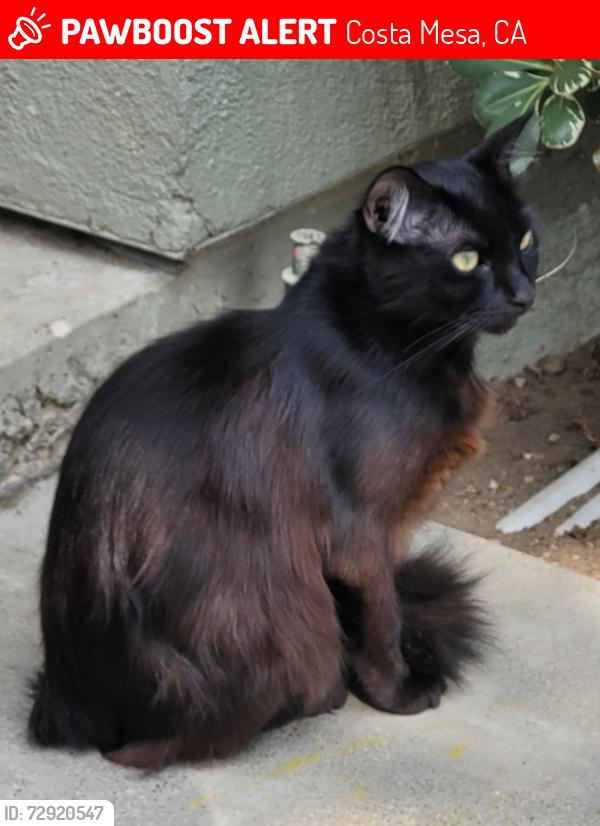Lost Female Cat last seen Costa Mesa , Costa Mesa, CA 92626