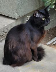 Lost Female Cat last seen Costa Mesa , Costa Mesa, CA 92626