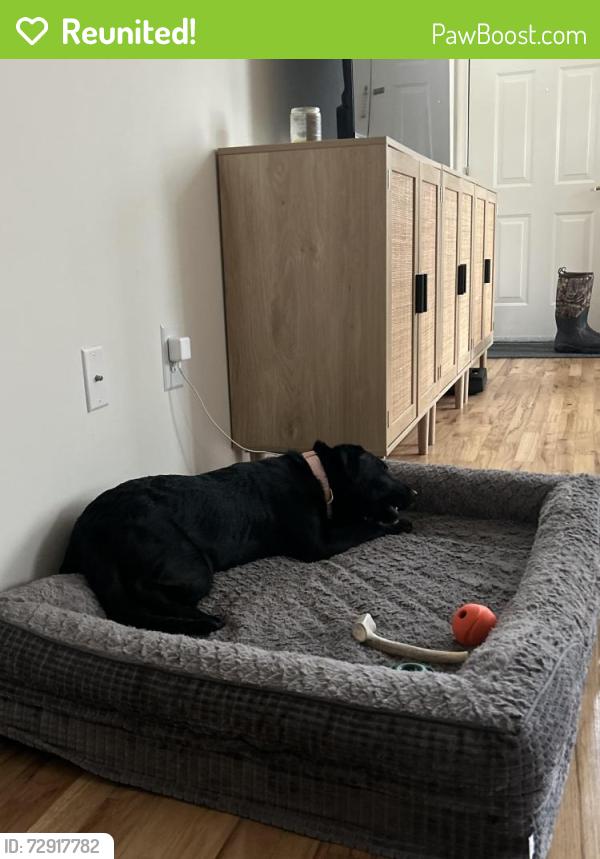 Reunited Female Dog last seen Jackson Green Apartments , Jackson Township, NJ 08527