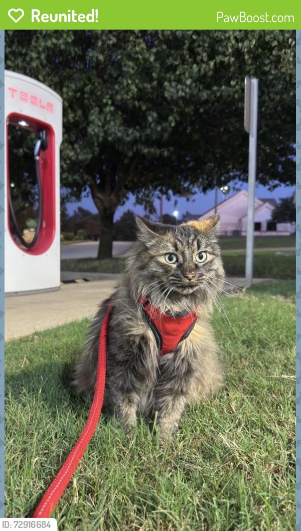 Reunited Female Cat last seen Near Freedom Ave, Pueblo, CO 81003, USA, Pueblo, CO 81003