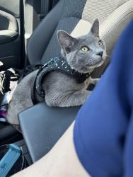 Lost Male Cat last seen Henfield Ave Cherry Hill NJ 08003, Cherry Hill Township, NJ 08003