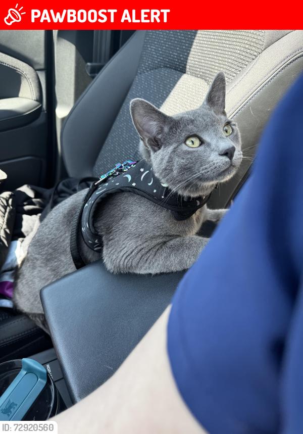 Lost Male Cat last seen Henfield Ave Cherry Hill NJ 08003, Cherry Hill Township, NJ 08003