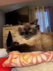 Reunited Female Cat last seen Marina Park Area , Pittsburg, CA 94565