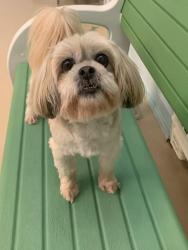 Reunited Female Dog last seen Citrus Springs blvd, Citrus Springs, FL 34434