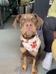 Reunited Female Dog last seen Willowbank Park, Belfast, Northern Ireland 