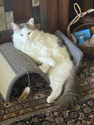 Lost Female Cat last seen Moog & Grand Colonial Hils subdivision , New Port Richey, FL 34652