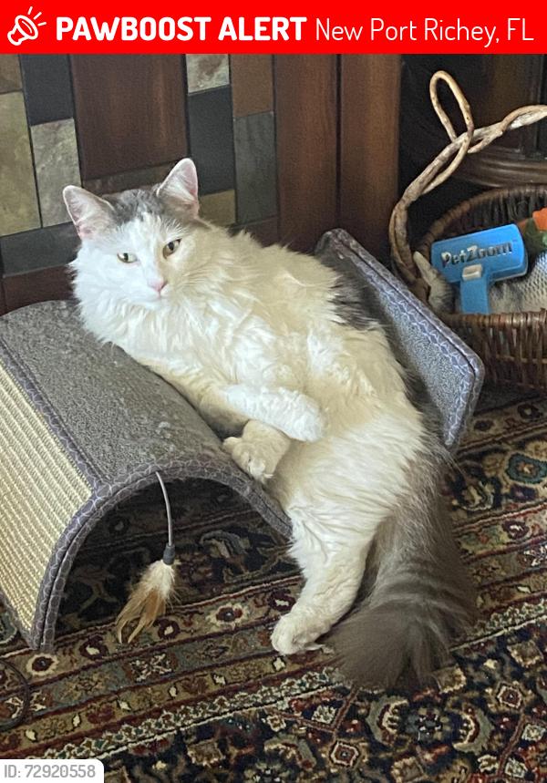 Lost Female Cat last seen Moog & Grand Colonial Hils subdivision , New Port Richey, FL 34652
