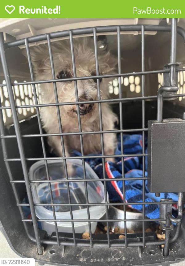 Reunited Female Dog last seen King Albert, San Antonio, TX 78229