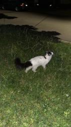 Found/Stray Male Cat last seen watson st and garfield , Grand Rapids, MI 49504