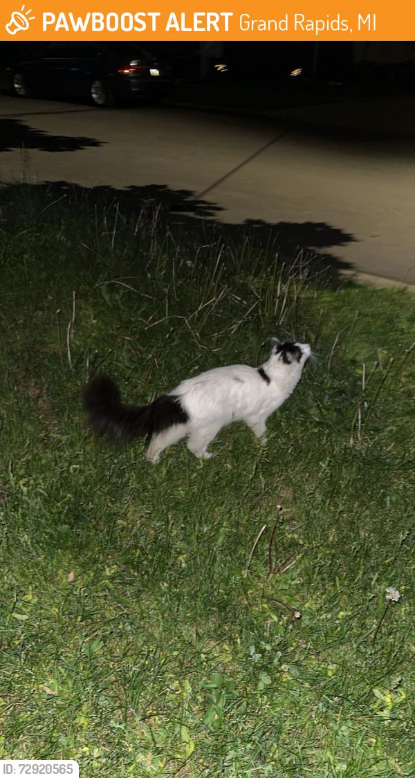 Found/Stray Male Cat last seen watson st and garfield , Grand Rapids, MI 49504