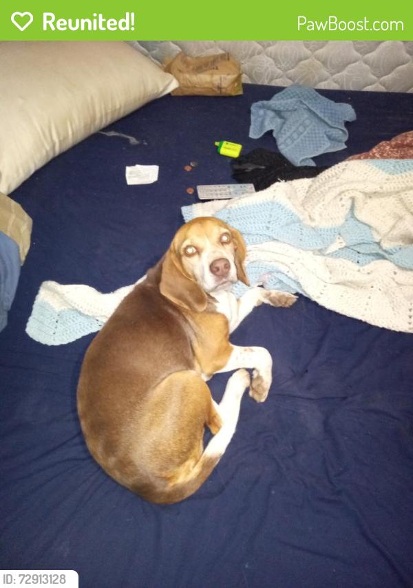 Reunited Female Dog last seen Tasso Ln, Tennessee 37312, USA, Bradley County, TN 37312