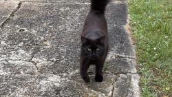 Reunited Unknown Cat last seen Ardmion Park, Asheville, NC 28801