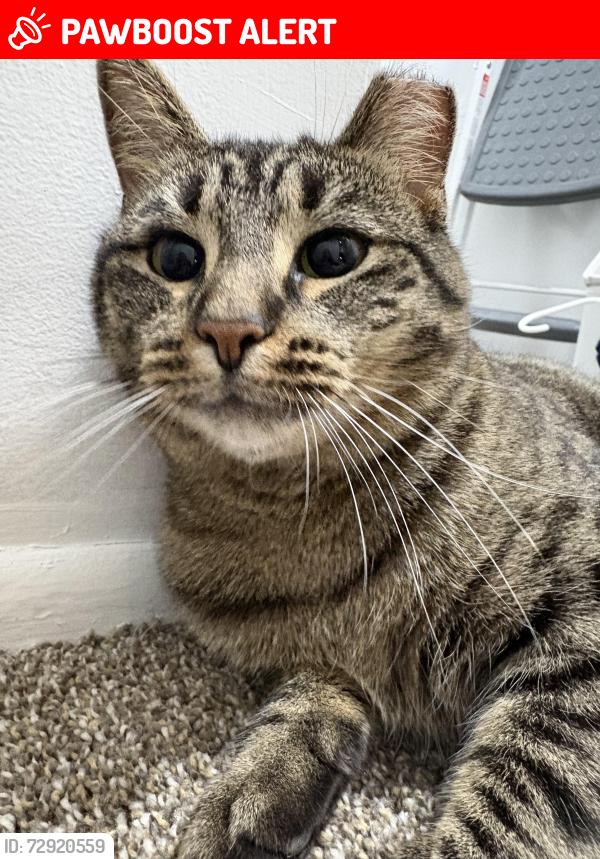 Lost Female Cat last seen Gale rd, Williams lake rd, Waterford Township, MI 48329