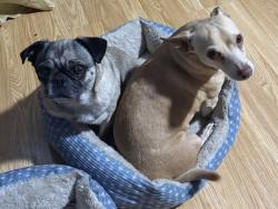 Lost Unknown Dog last seen Trident, San Antonio, TX 78224