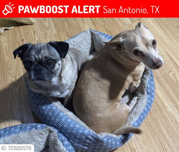 Lost Unknown Dog last seen Trident, San Antonio, TX 78224
