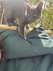 Lost Female Cat last seen Misty Dr , Berea, KY 40403