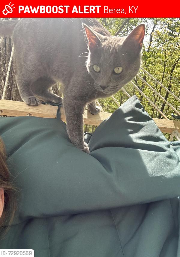 Lost Female Cat last seen Misty Dr , Berea, KY 40403