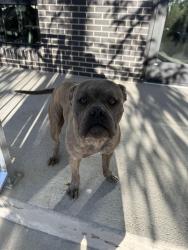 Found/Stray Male Dog last seen Eliot and 26th, Denver, CO 80211