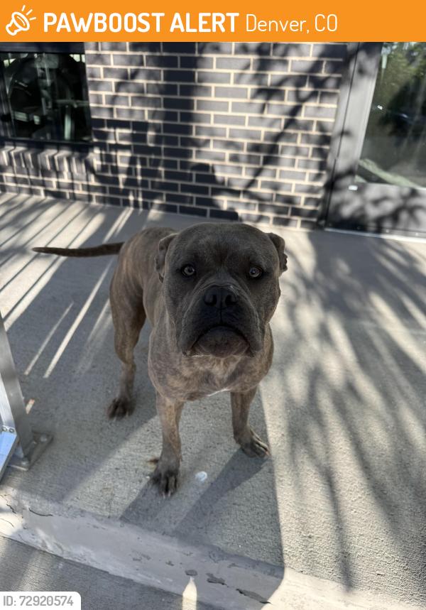 Found/Stray Male Dog last seen Eliot and 26th, Denver, CO 80211