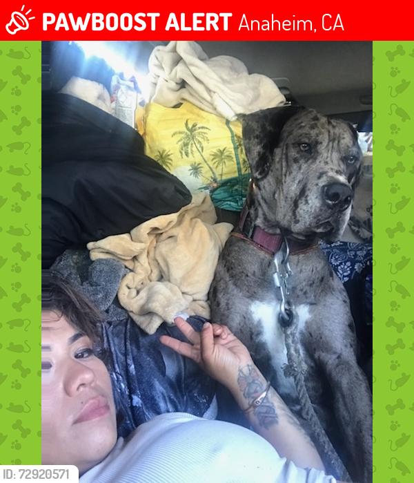 Lost Male Dog last seen Crescent and magnolia Anaheim ca, Anaheim, CA 92801