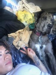 Lost Male Dog last seen Crescent and magnolia Anaheim ca, Anaheim, CA 92801