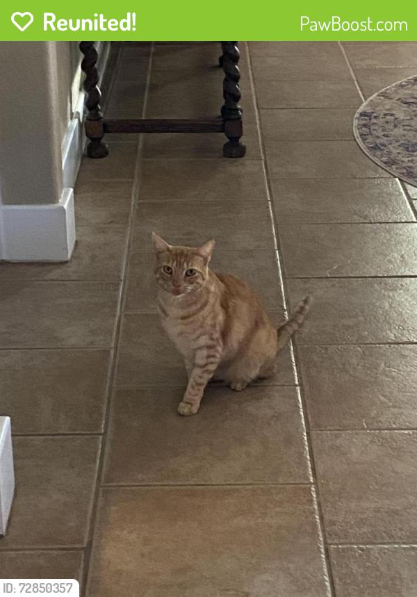 Reunited Male Cat last seen Shady Cove, Spring Branch, TX 78070