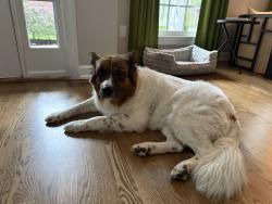 Reunited Female Dog last seen Smith Level Road , Chapel Hill, NC 27510