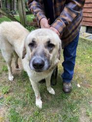 Found/Stray Male Dog last seen Frye Bridge Rd., Clemmons, NC 27012