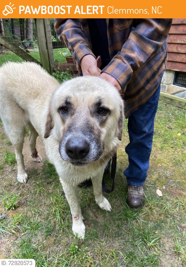 Found/Stray Male Dog last seen Frye Bridge Rd., Clemmons, NC 27012