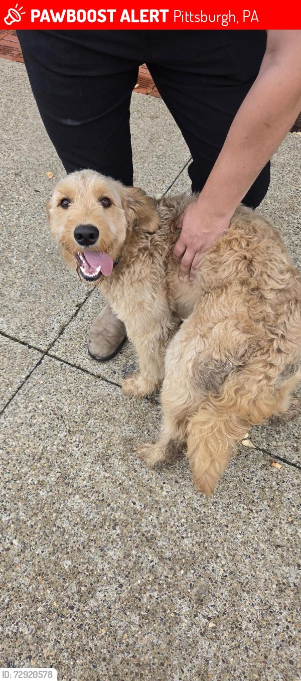 Lost Male Dog last seen Forbes and shady, Pittsburgh, PA 15217