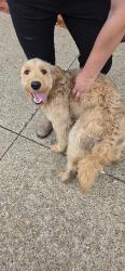 Lost Male Dog last seen Forbes and shady, Pittsburgh, PA 15217