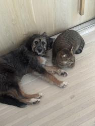 Lost Female Dog last seen 12th street, Miami Shores, FL 33138
