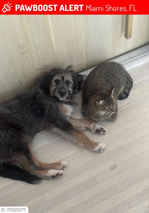 Lost Female Dog last seen 12th street, Miami Shores, FL 33138