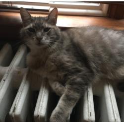 Lost Male Cat last seen Hillside drive, Toronto, Ontario , Toronto, ON M4K 2M2