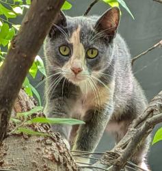 Found/Stray Unknown Cat last seen Surrey drive , Round Rock, TX 78664
