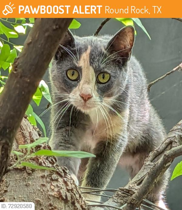 Found/Stray Unknown Cat last seen Surrey drive , Round Rock, TX 78664