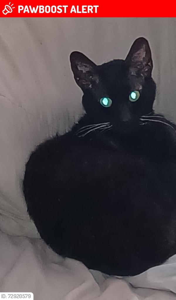 Lost Male Cat last seen Aldi Fazakerley , Fazakerley, England L10 0AR