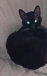 Lost Male Cat last seen Aldi Fazakerley , Fazakerley, England L10 0AR